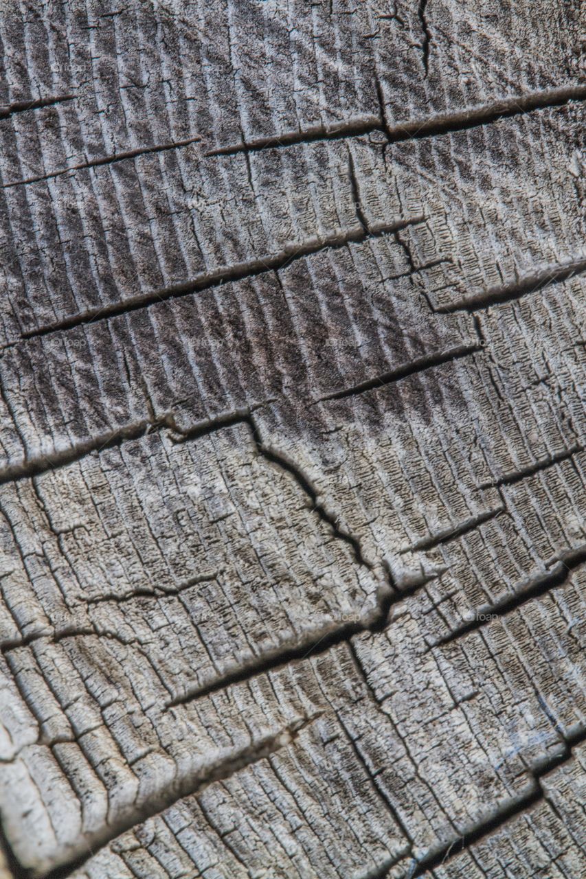 Wood texture