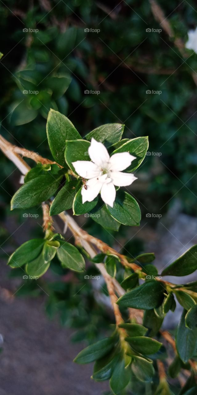 white flower in the garden