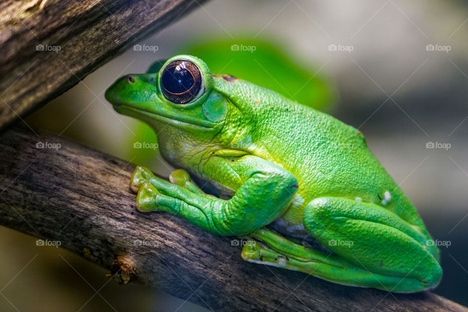 green frog with big eyes