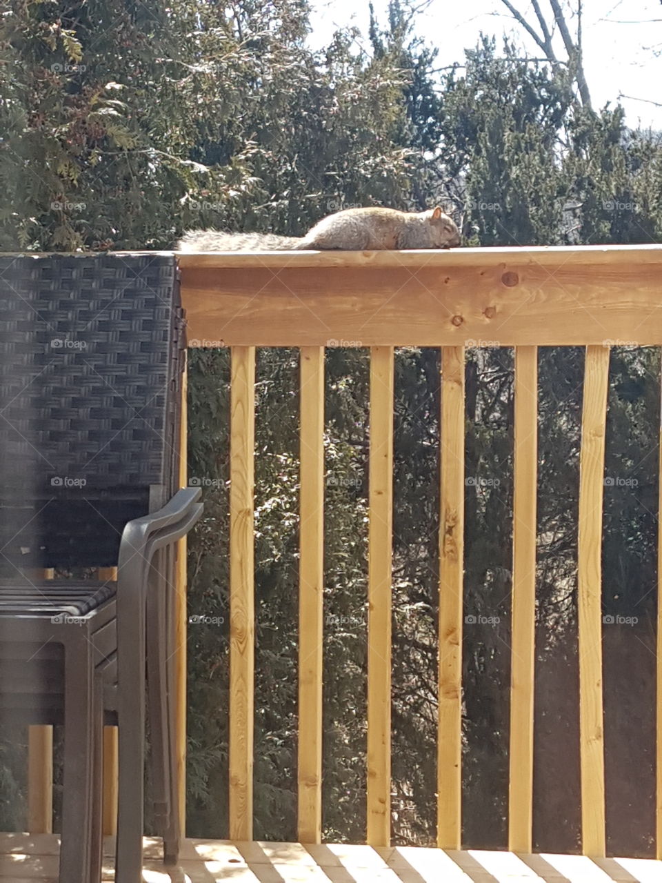 squirrel sunbathing