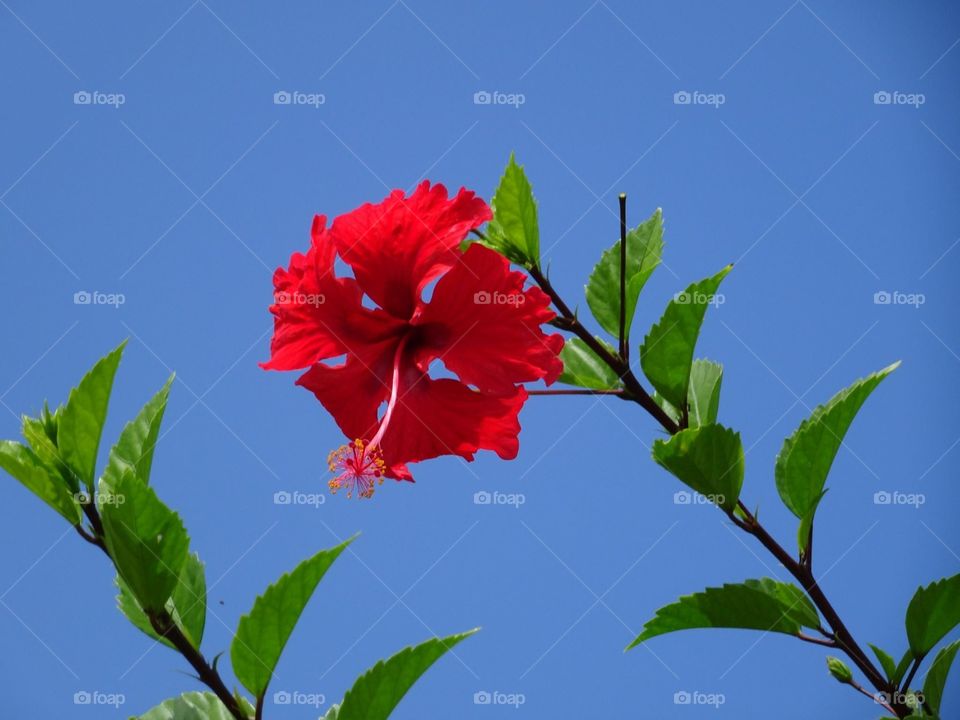 Hibiscus flower 1