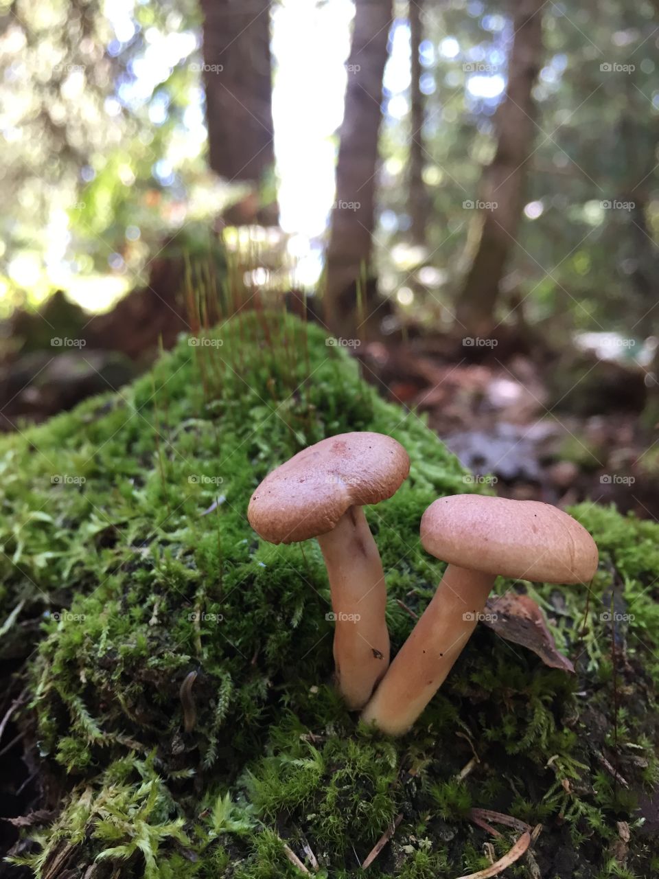 Mini mushrooms in moss