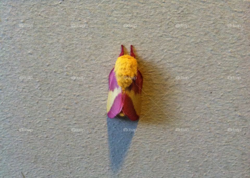 Purple and yellow moth
