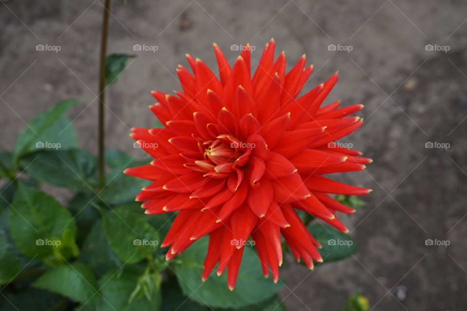 macro shot of a intense red flower