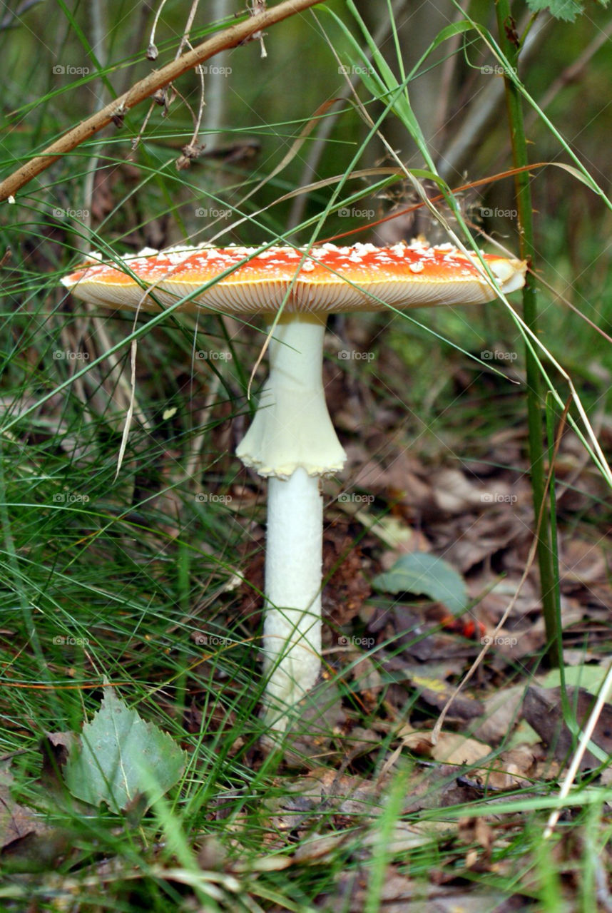 mushroom