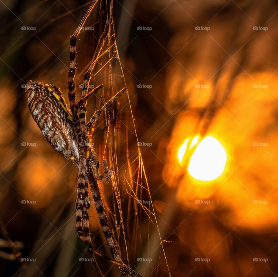 A banded garden spider hangs in silence as a new day begins. 