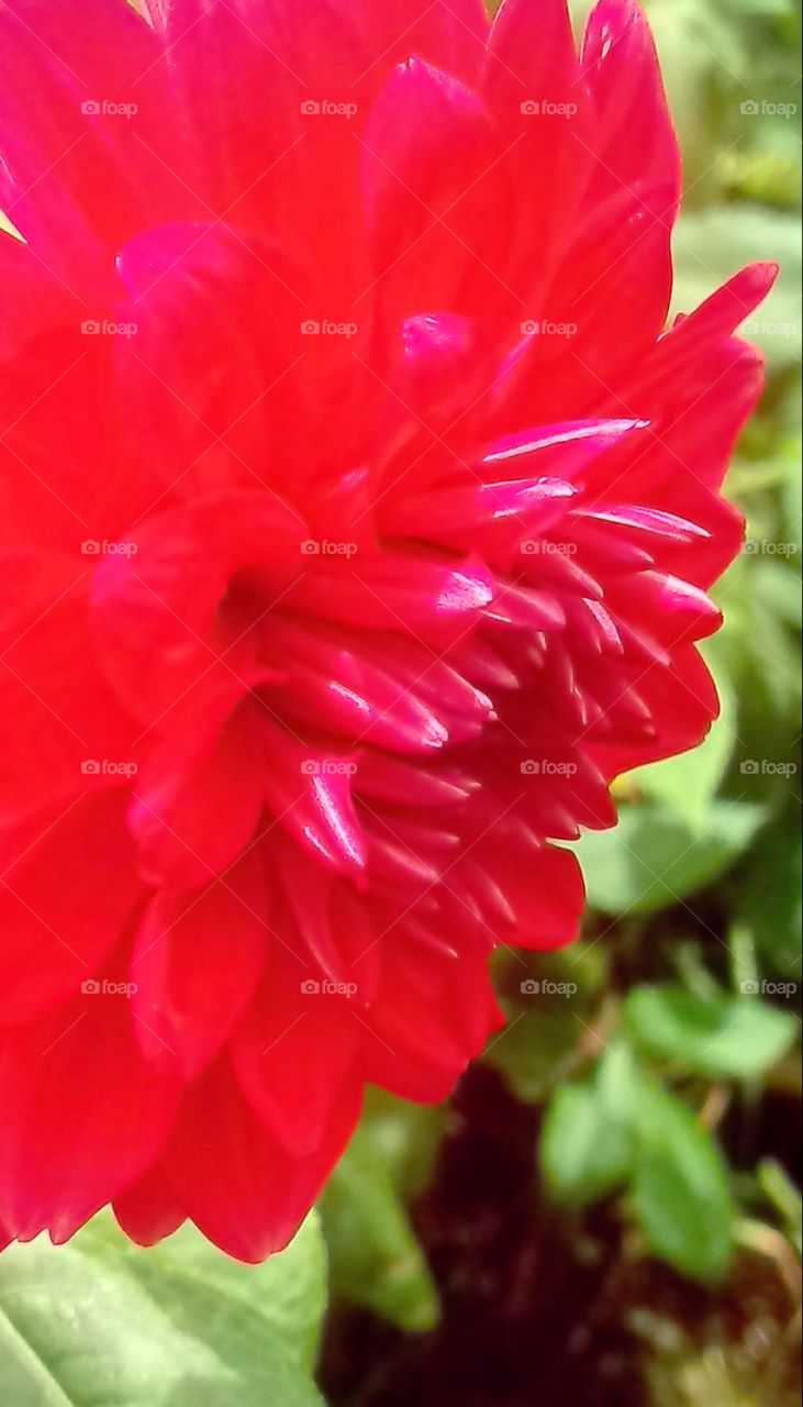 FLOWERS, NATURE, GARDEN, DAHLIA.