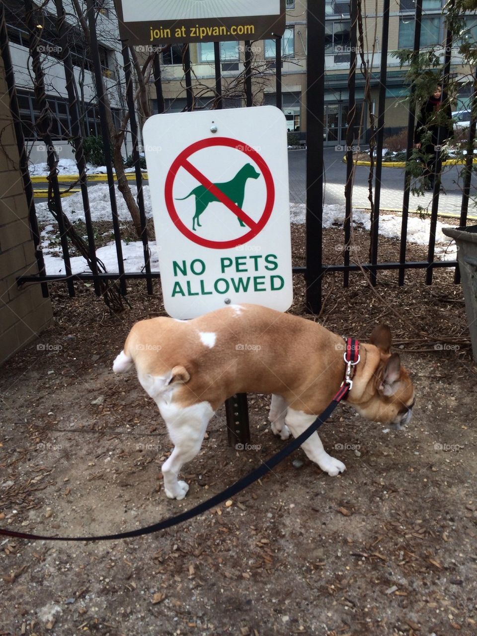 No pets allowed