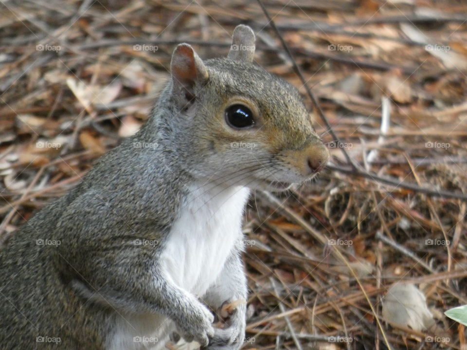 Grey squirrel setting still in pine needles in park