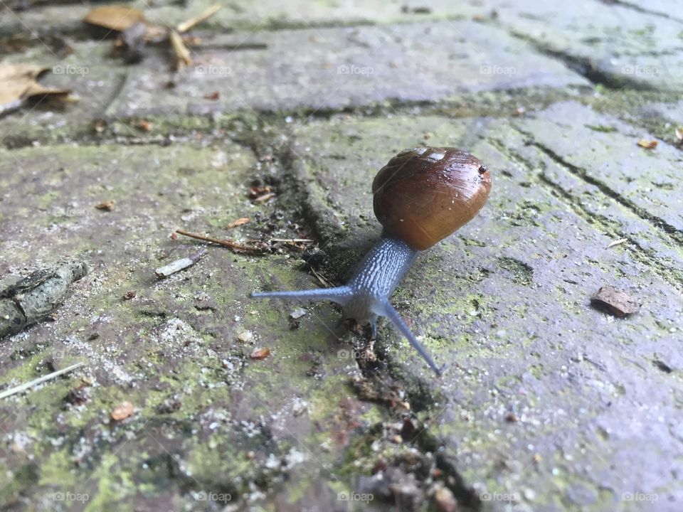 Slow snail 