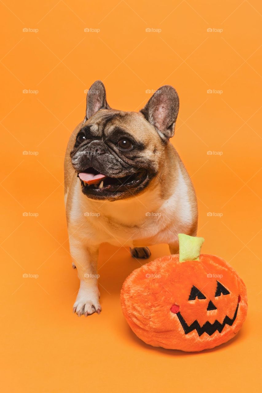 Halloween Puppy