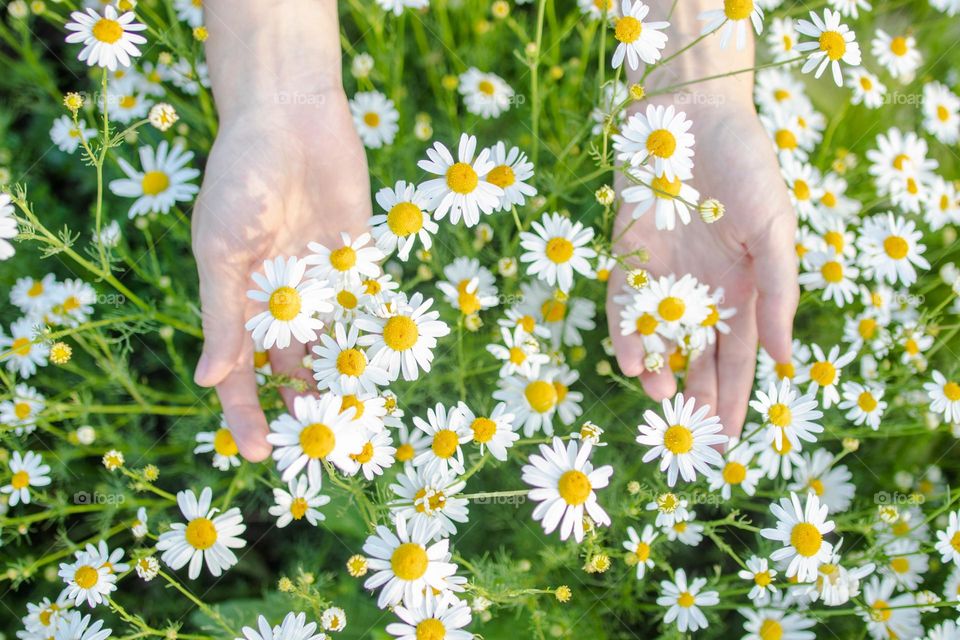 Woman’s hands holding white daisies flowers 