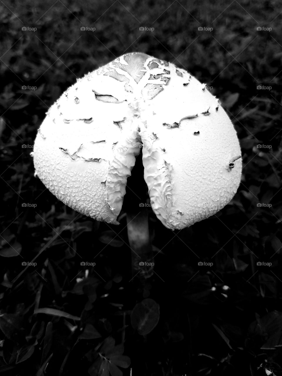 blacks and white mushroom