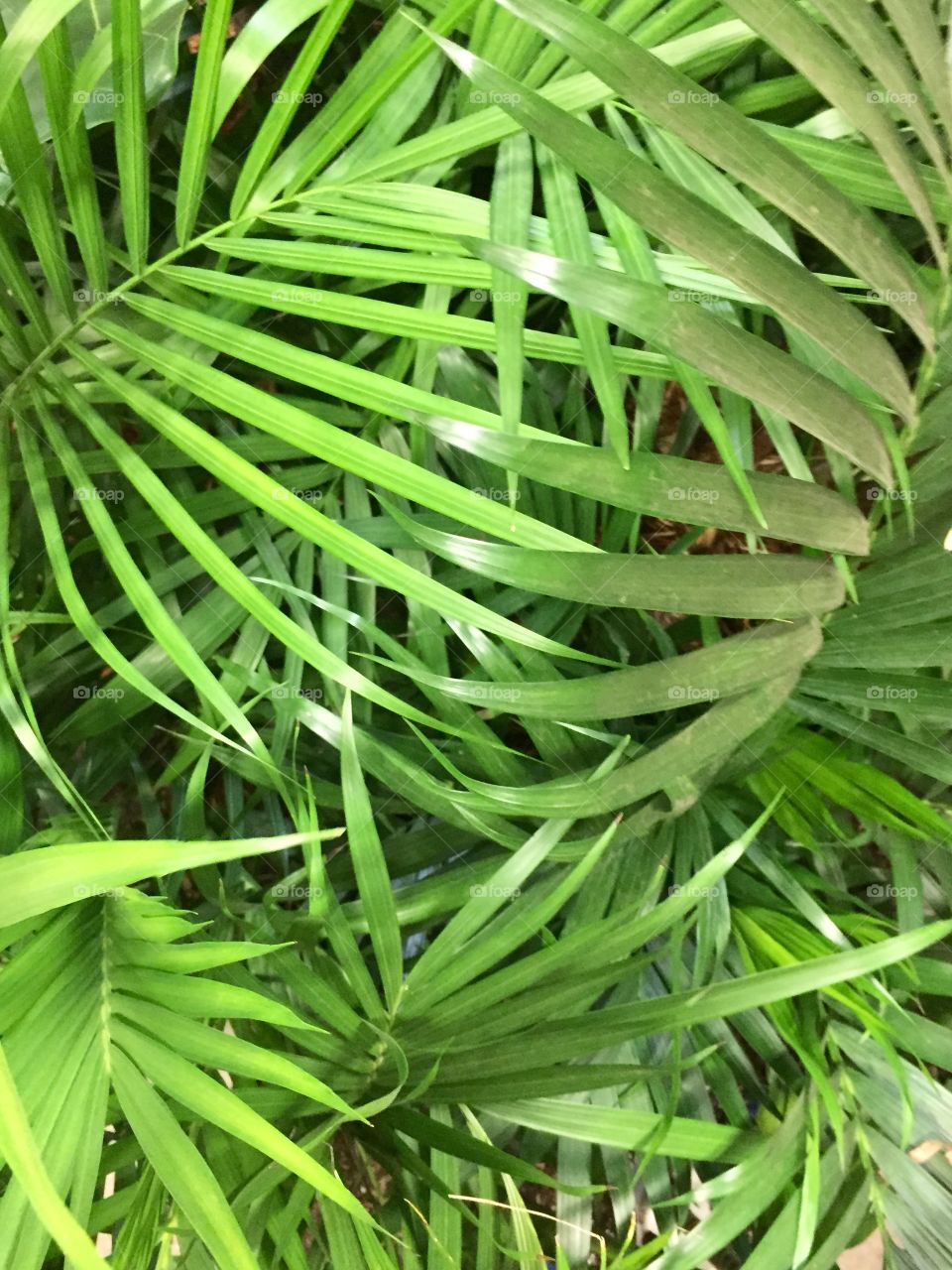 Tropical leaves 