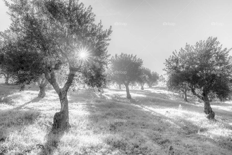 Olive grove in the morning sunrise 