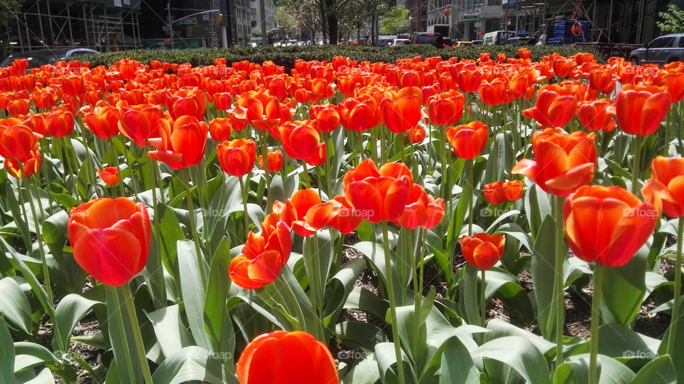 Red Tulips in New York 