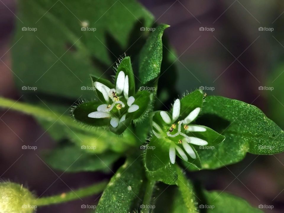 Macro photo of a flower growing in the garden