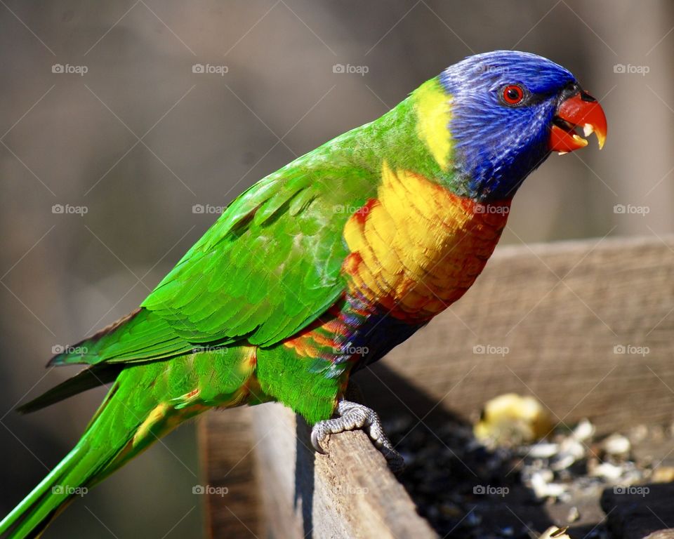 Colourful Rainbow Lorikeets 