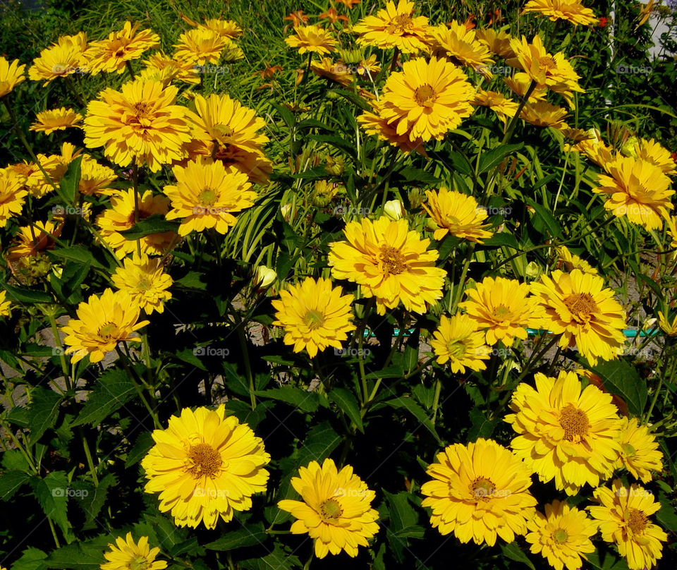 yellow flower foliage by refocusphoto