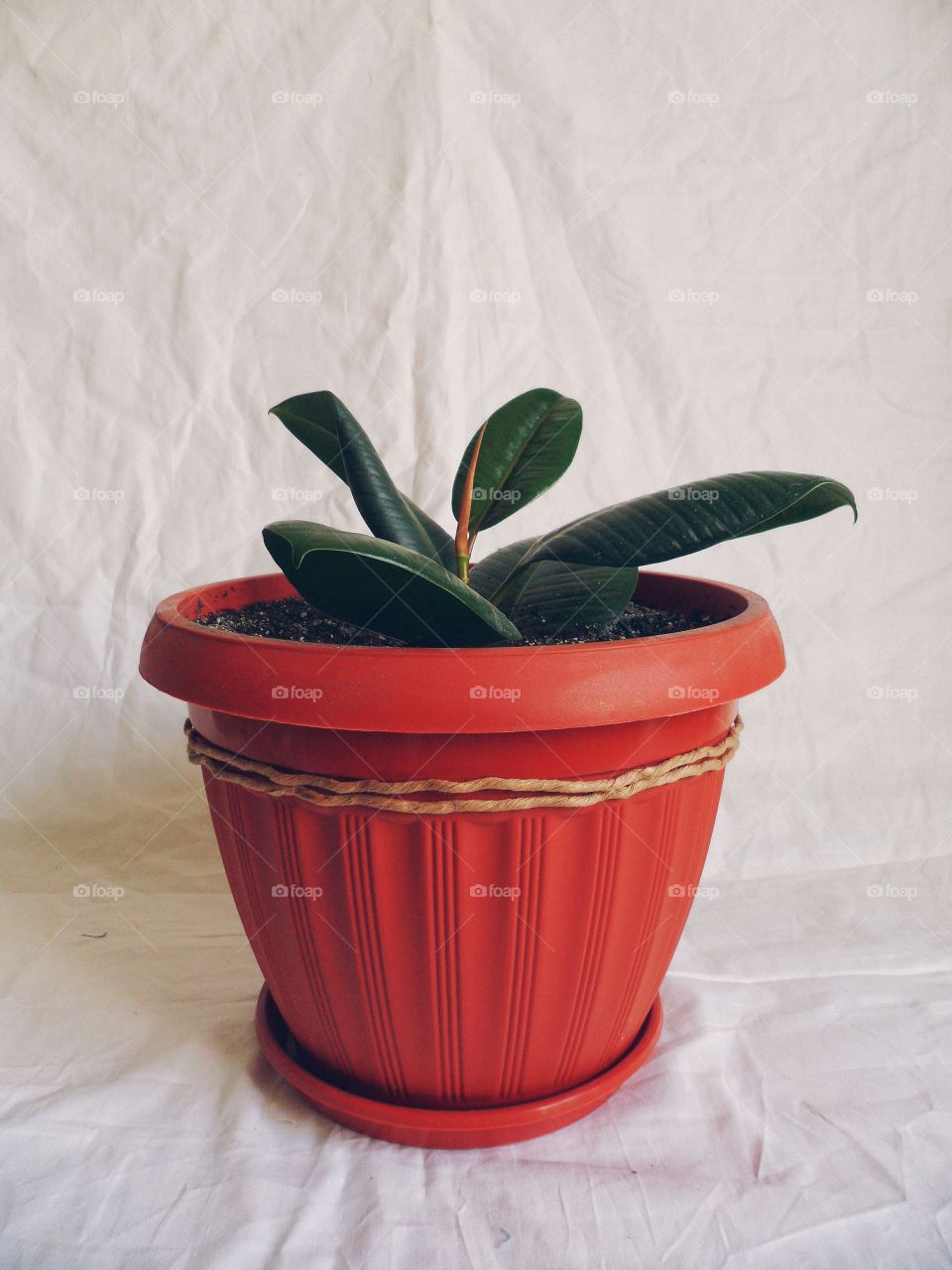 Ficus indoor plants uplifting and joy