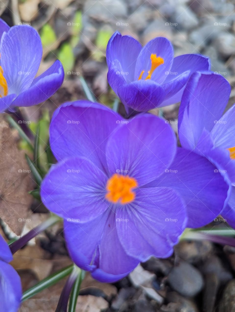 Blooming Crocus