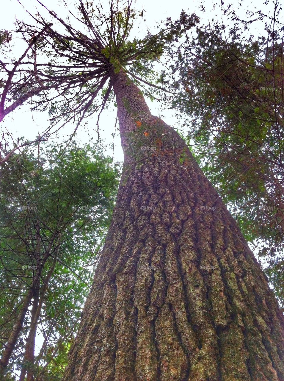 300 year old pine