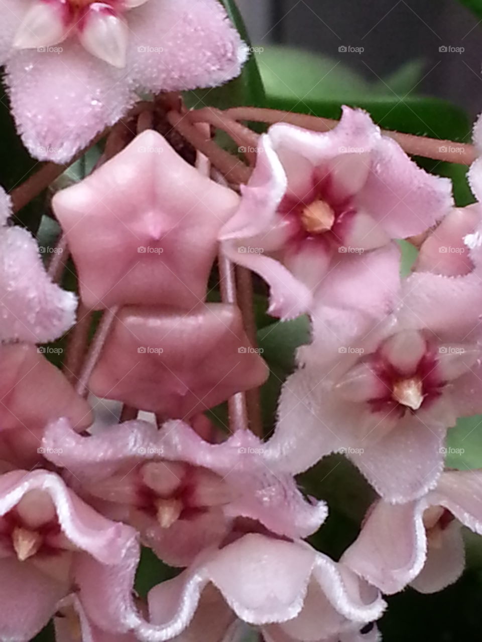 Star Shaped Hoya. Star Shaped Hoya Wax plant succulent 