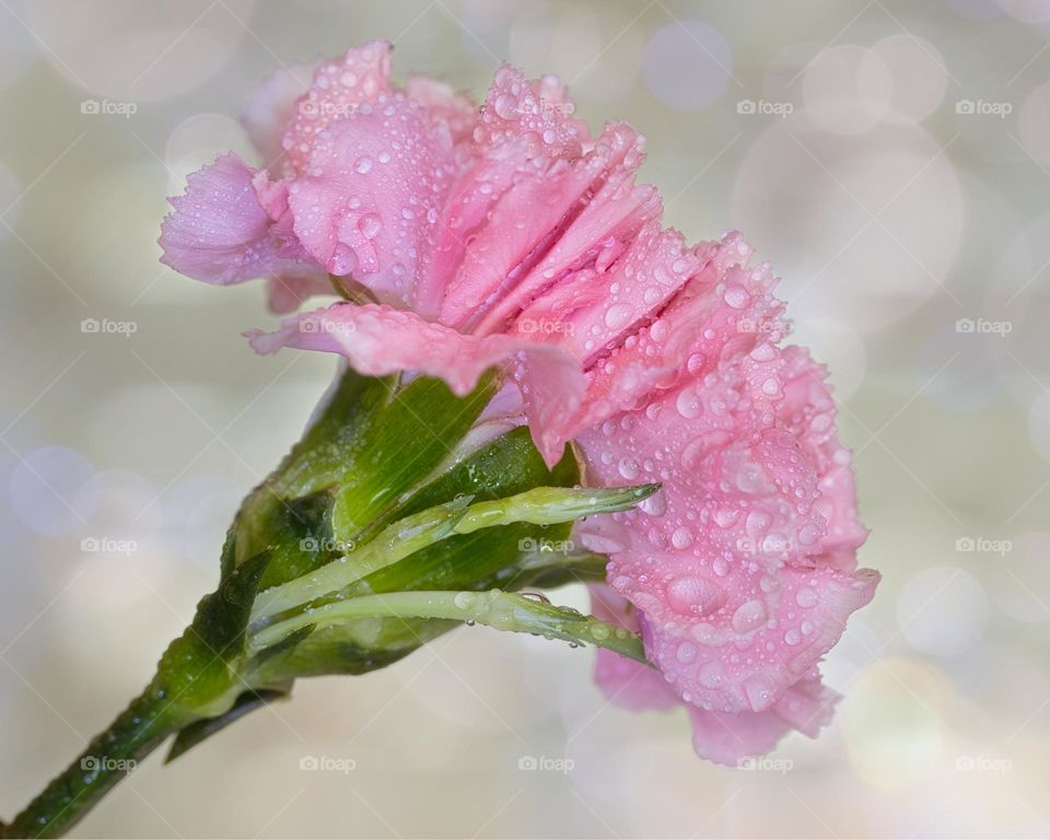 Pink carnation 