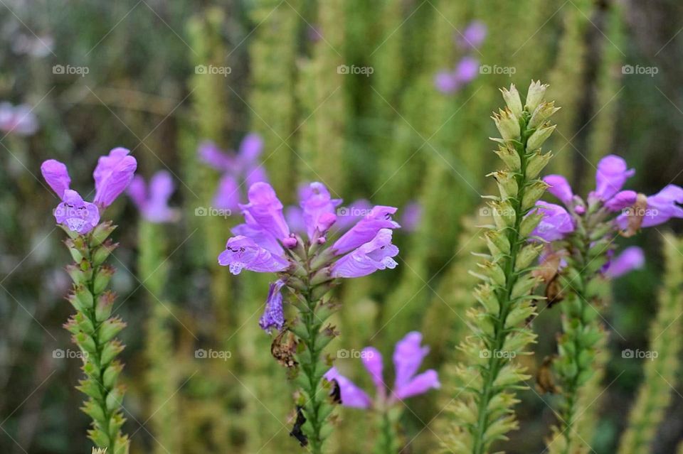 Obedient plant