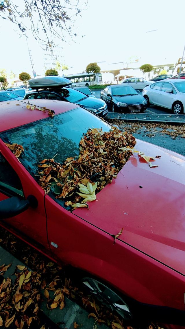 car in the fall