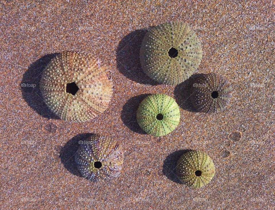 Shells and sand