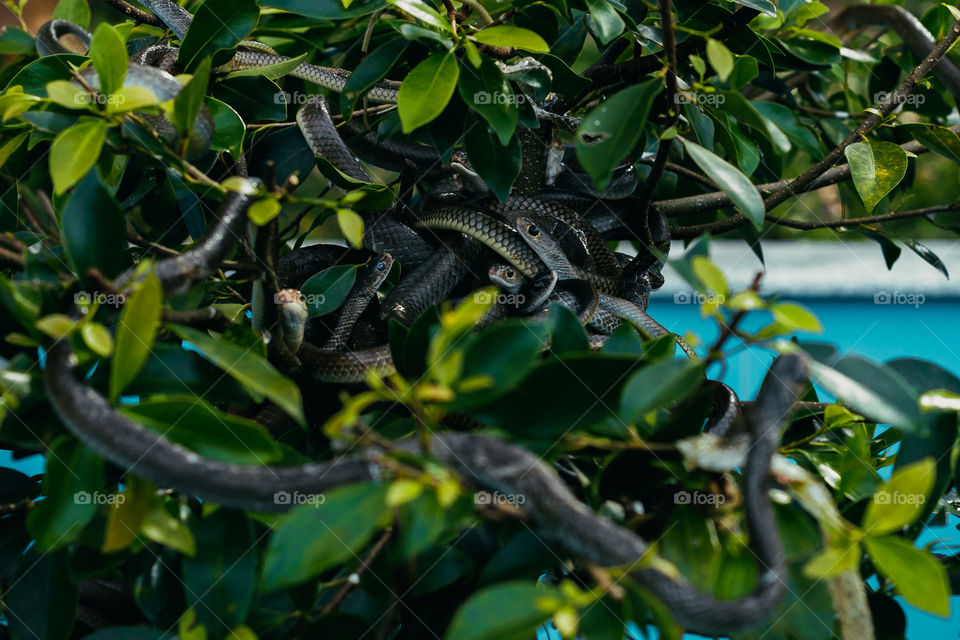 many snakes sitting on the branches of a tree