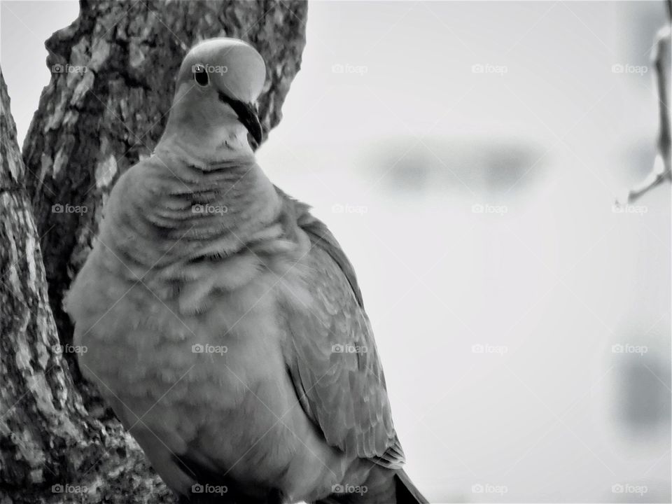 A happy grey stories of a dove