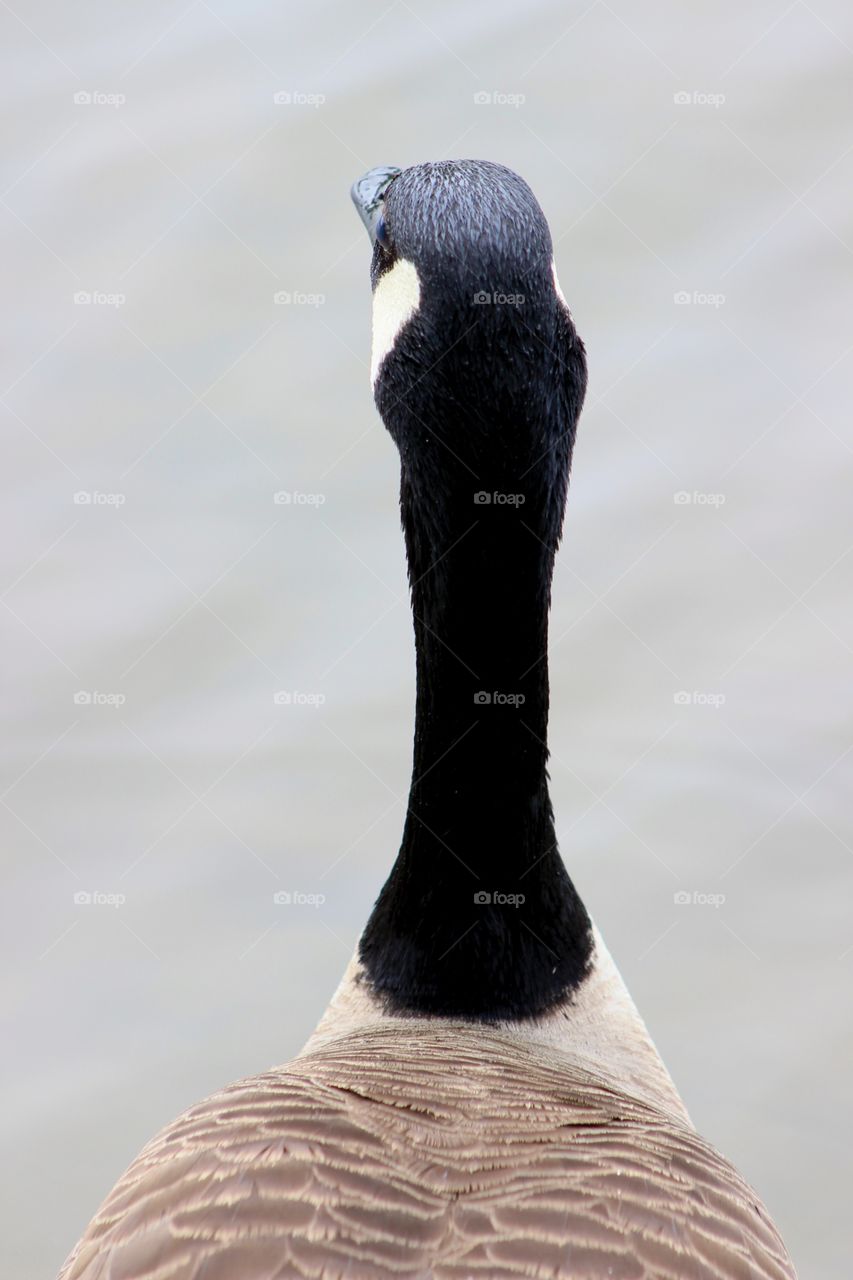 Canada goose.