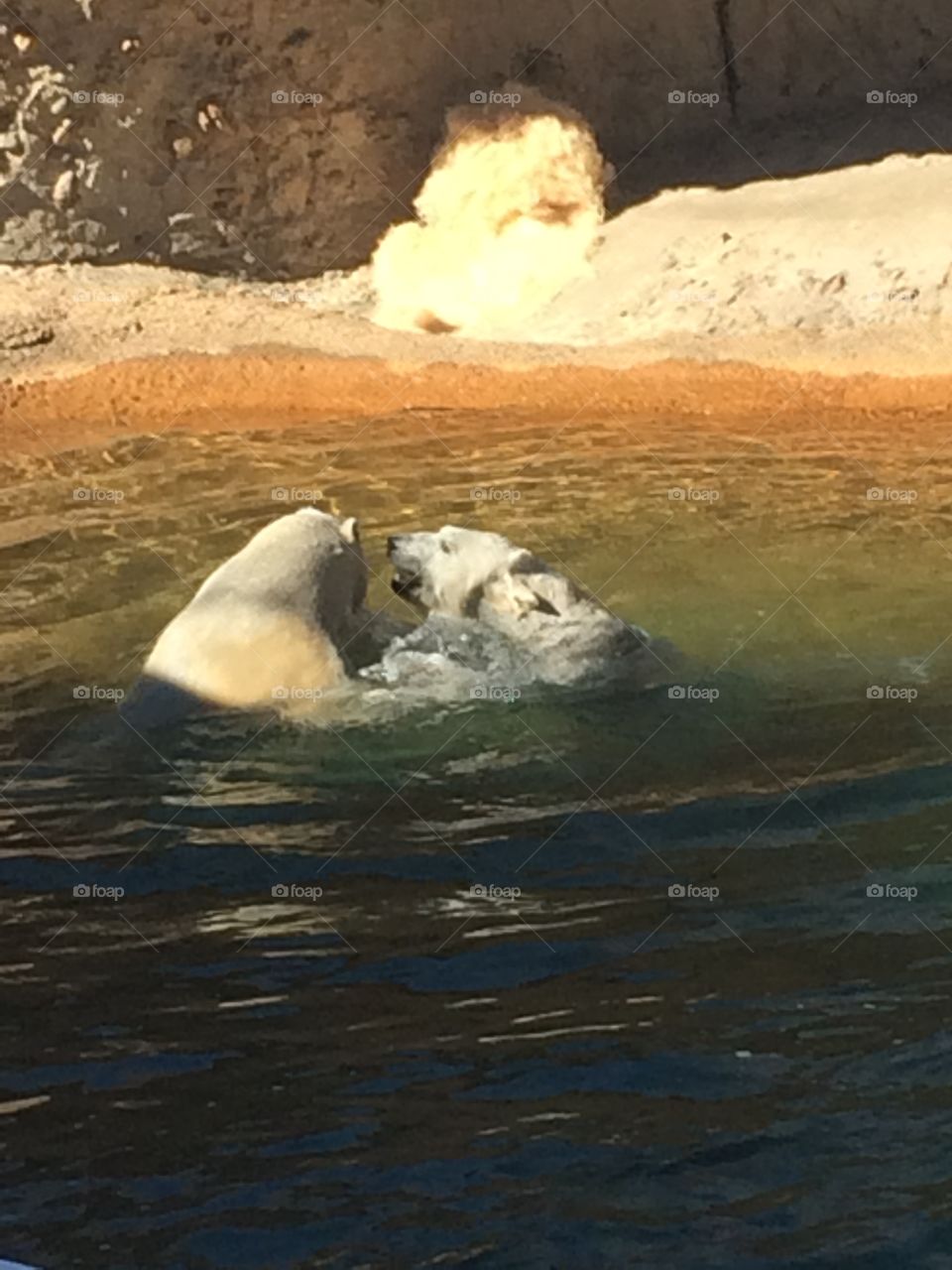 These to polar bears are polar opposites and can bearly stand each other which has lead to an epic battle to see who has the koalaficatios for the pool leader in the Denver zoo.