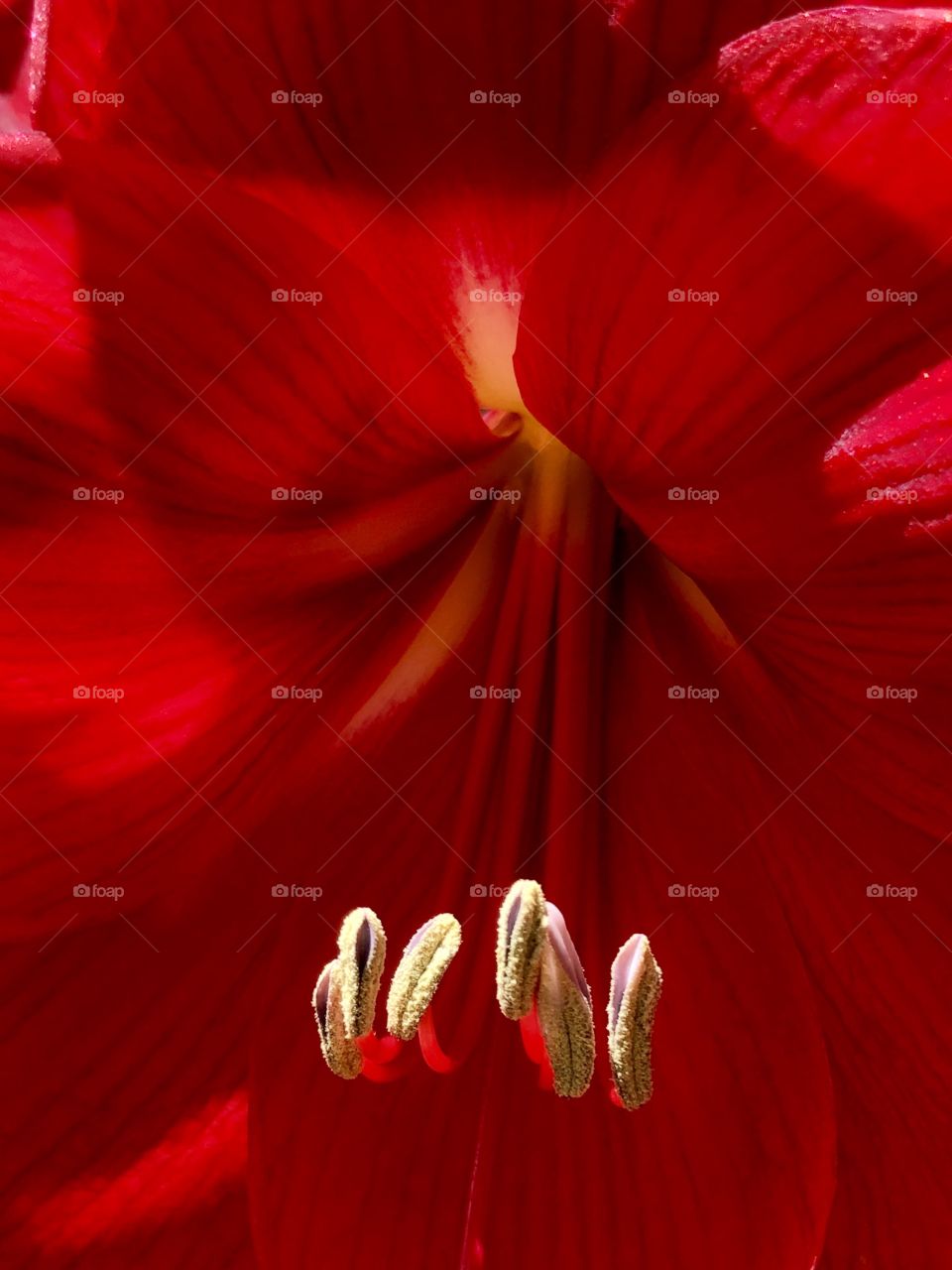 Full frame closeup of red amaryllis 