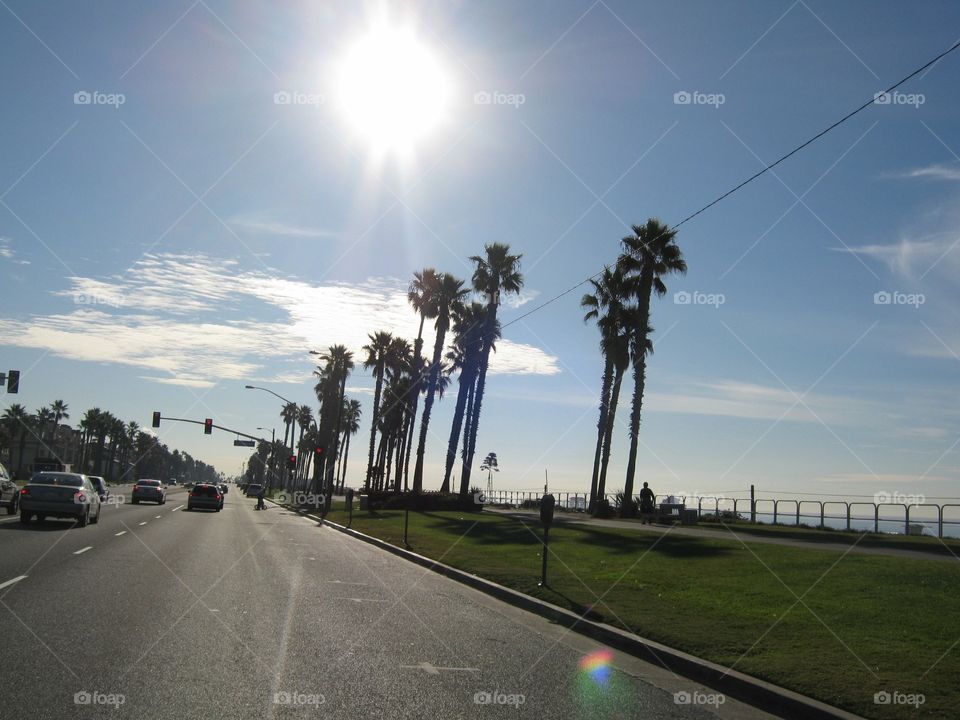 Palm trees in San Diego 