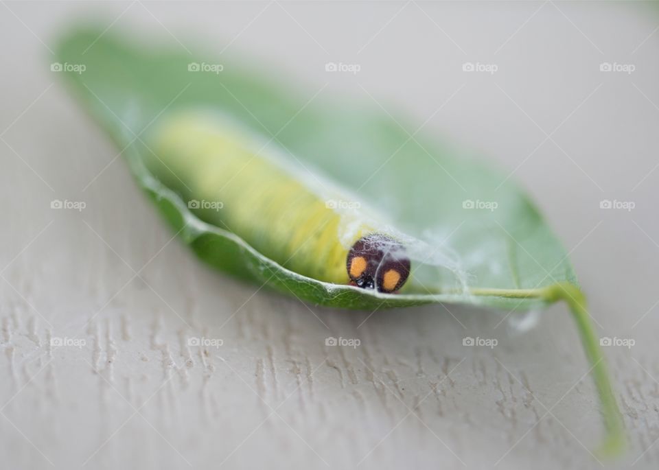 Green worm eating my Wisteria Tree