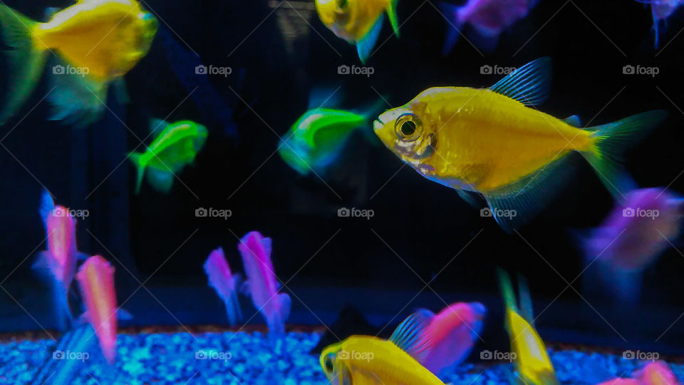 Glow Fish