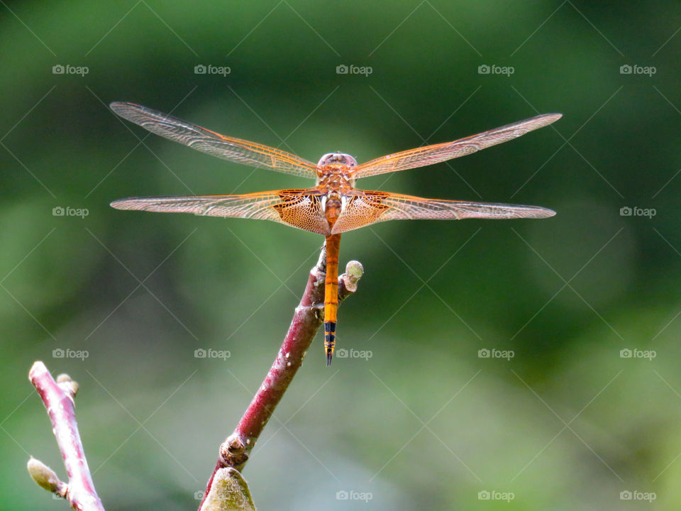 dragonfly