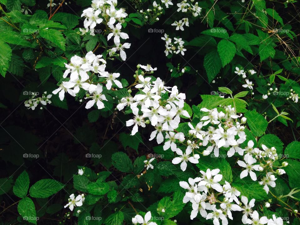 Blackberry flowers. Blackberry flowers after the rain