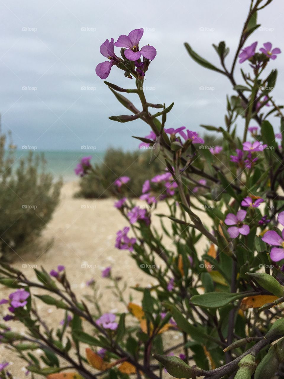 Beach flowers south Australia 