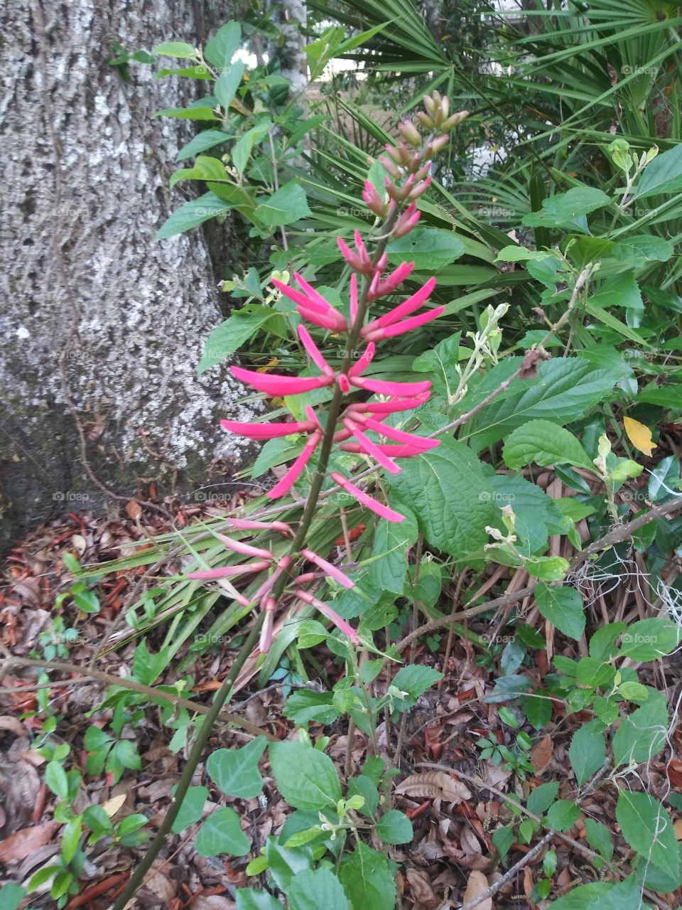 Flowers in nature