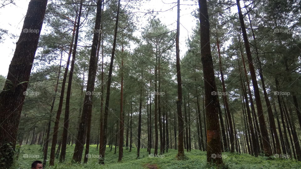 paru paru dunia ada di sini