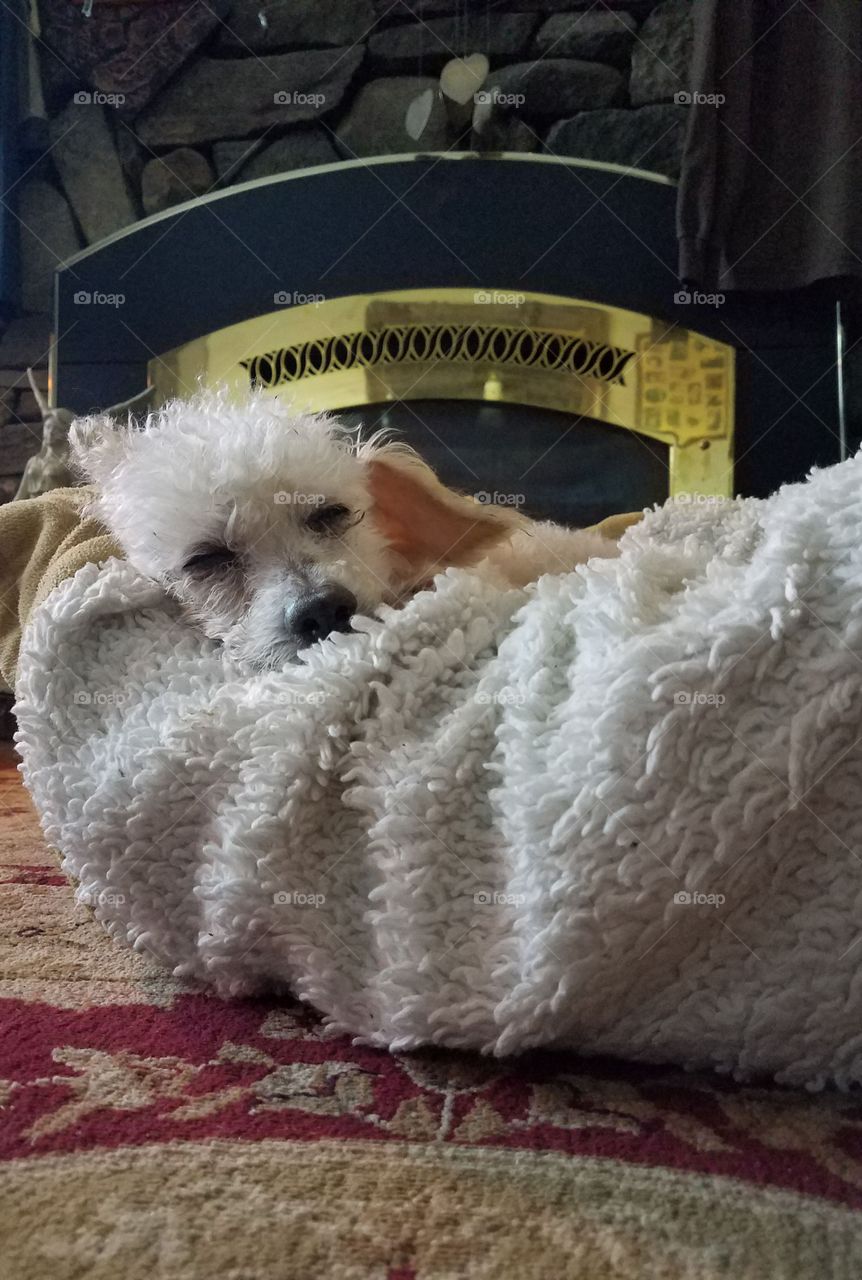 Sleeping poodle in dog bed with cozy blanket.