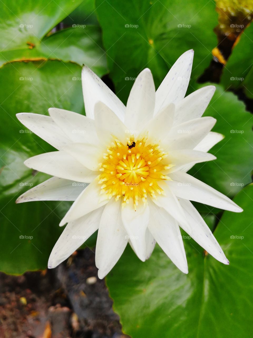 White lotus and little bee.