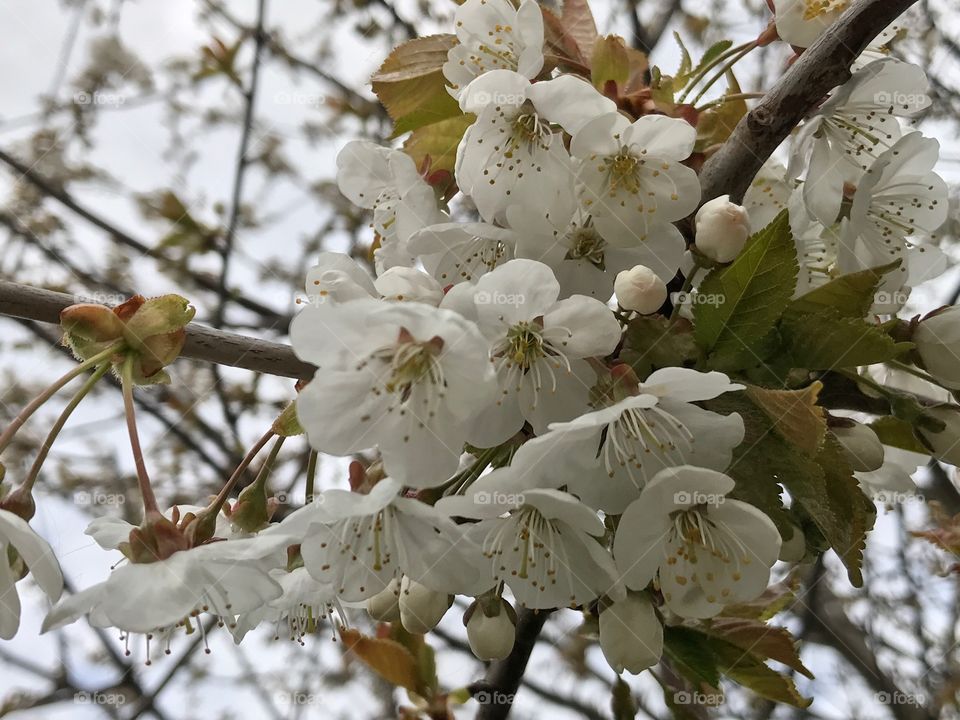 Äppelblomma 