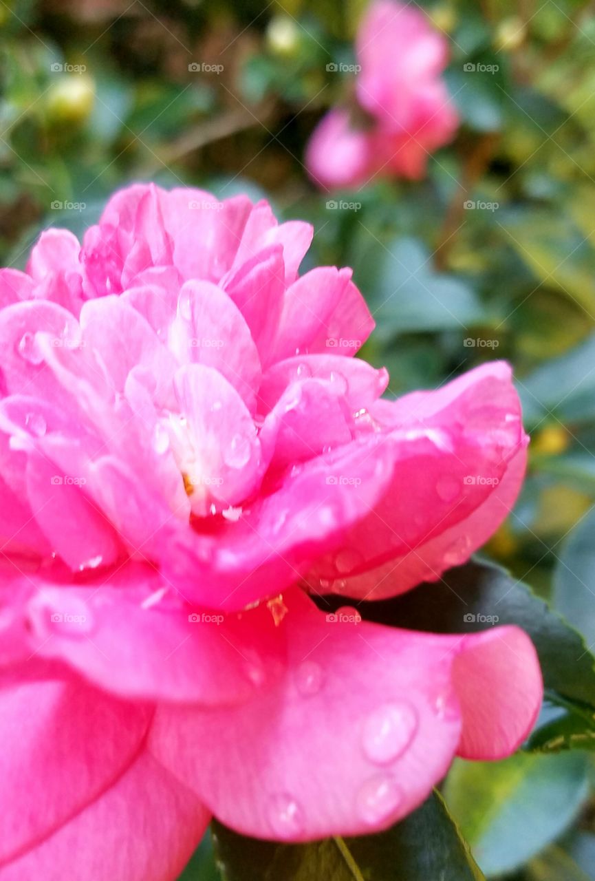 closeup of flower with water drops