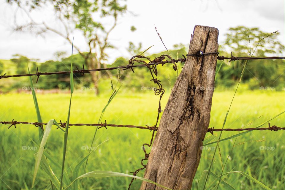 Old fence