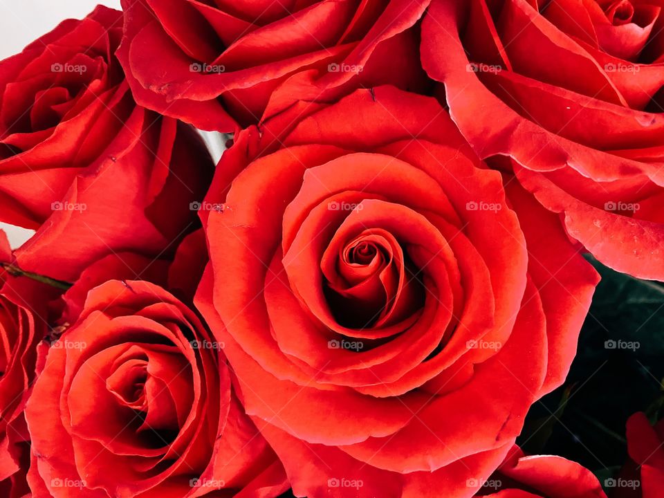 Close up of red roses